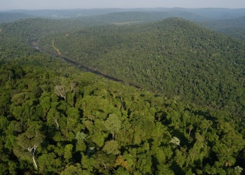 Misiones incrementa al 45% la compensación a dueños de tierras forestales por venta de bonos verdes