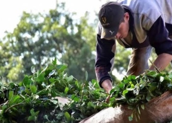 Productores misioneros presentan reclamo formal al Ejecutivo por la apertura del mercado yerbatero