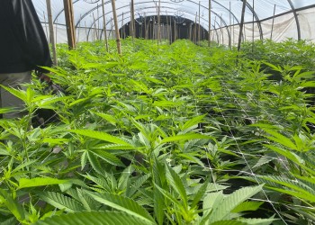 Nuevo marco regulatorio para el cáñamo hortícola: el Gobierno define reglas para flores y biomasa