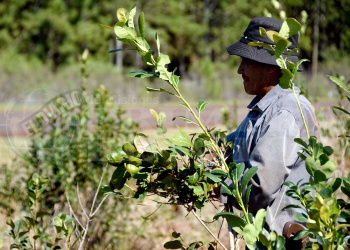 La temporalidad marca el empleo rural en Misiones: solo uno de cada siete trabajadores tiene un puesto fijo