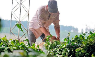 Pequeños productores impulsan ley de emergencia y precio sostén para la yerba mate en Misiones